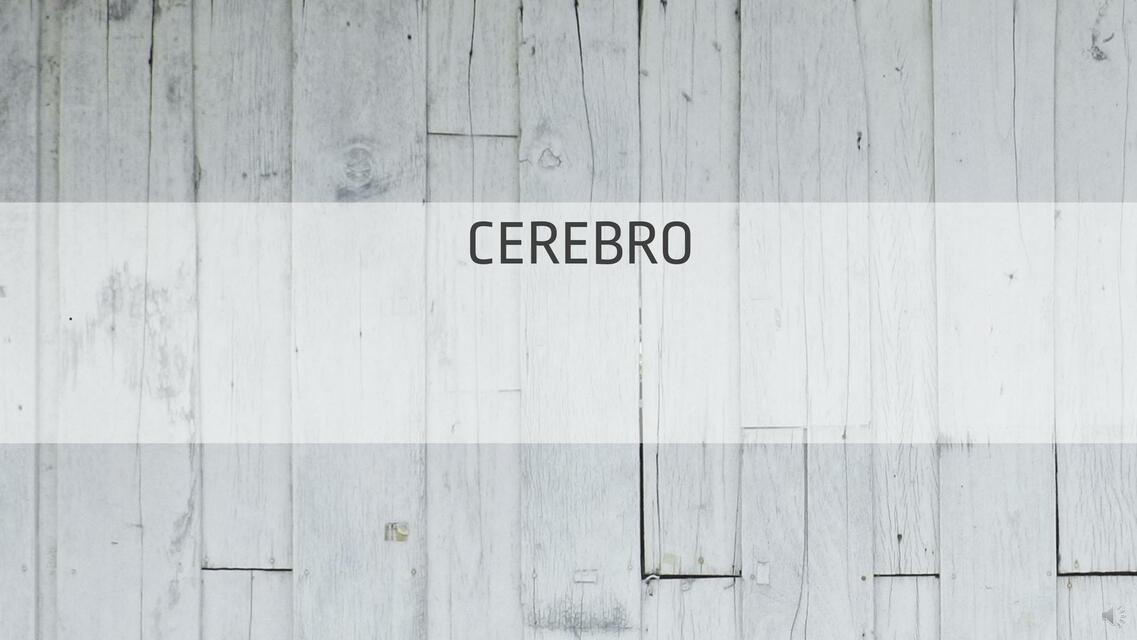 Cerebro 