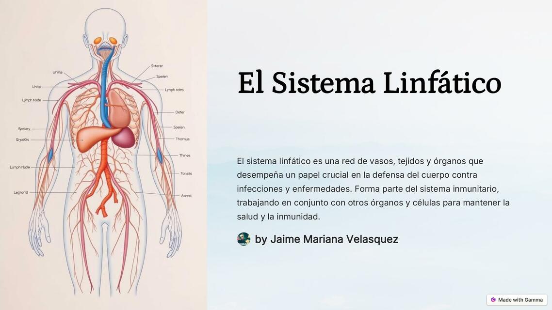 El Sistema Linfatico