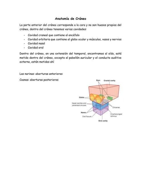 Anatomía de Cráneo