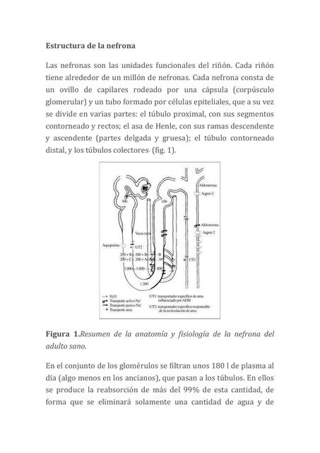 Estructura de la nefrona