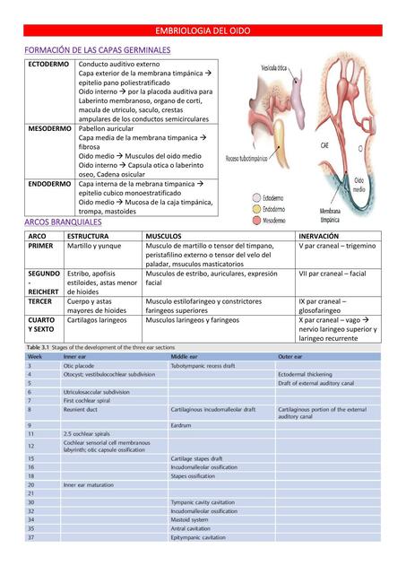 TEMA 1 OTOLOGIA EMBRIOLOGIA ANATOMIA FISIOLOGIA