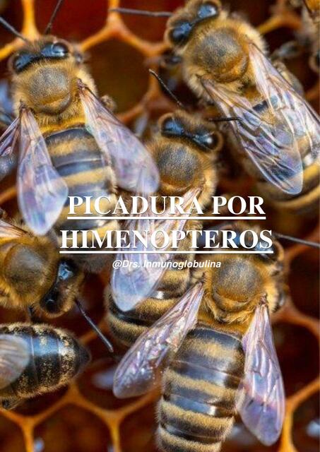 HIMENOPTEROS