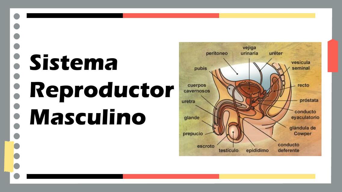 SISTEMA REPRODUCTOR MASCULINO