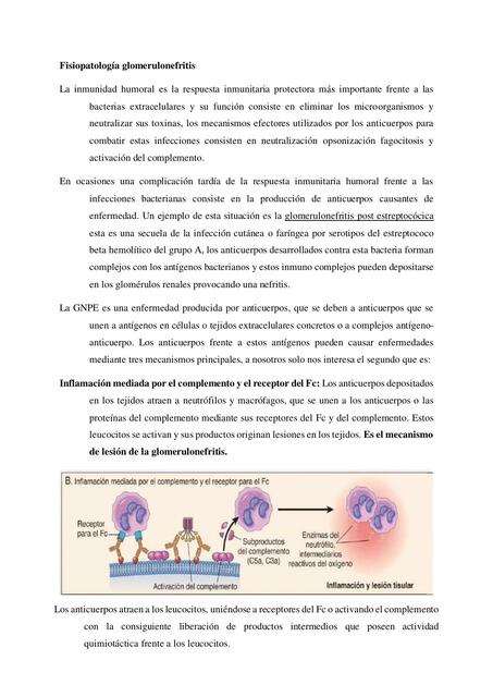 Fisiopatología glomerulonefritis