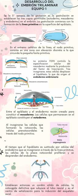 Desarrollo del saco amniótico 