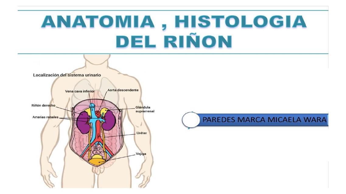 anatomia e histologia del riñon