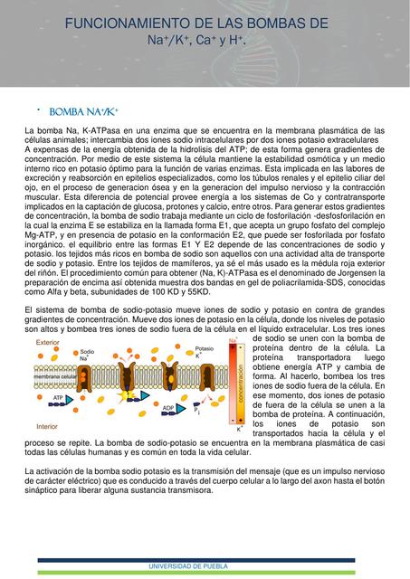 FUNCIONAMIENTO DE LAS BOMBAS DE Na+/K+, Ca+ y H+.