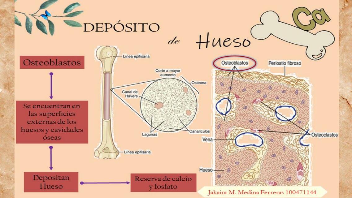 Depósito y Resorción de Hueso (esquemas simples)