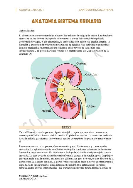 ANATOMIA SISTEMA URINARIO