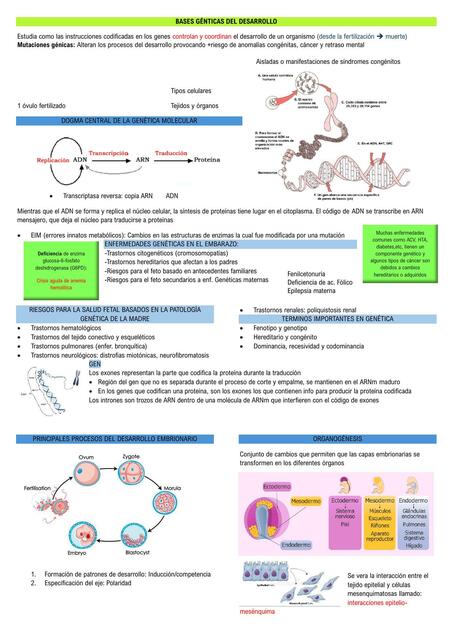 BASES GENÉTICAS DEL DESARROLLO