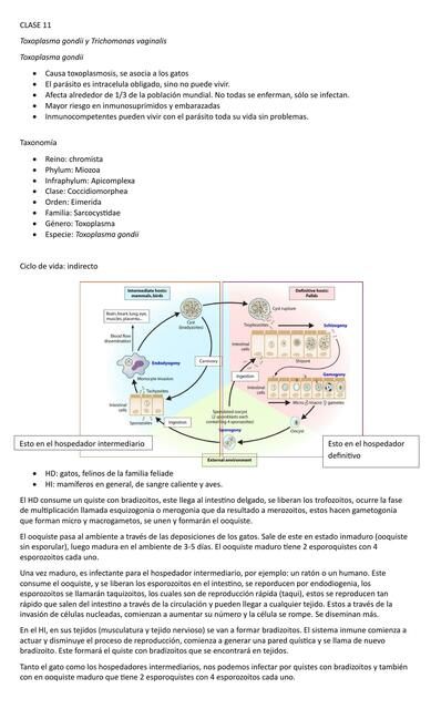 CLASE 11