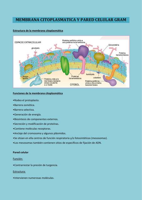 MEMBRANA CITOPLASMATICA Y PARED CELULAR GRAM