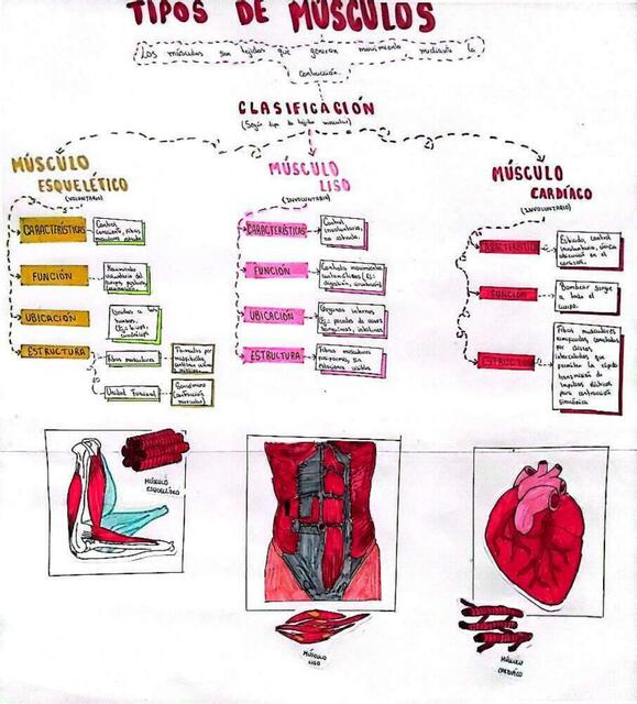 TIPOS DE MÚSCULOS