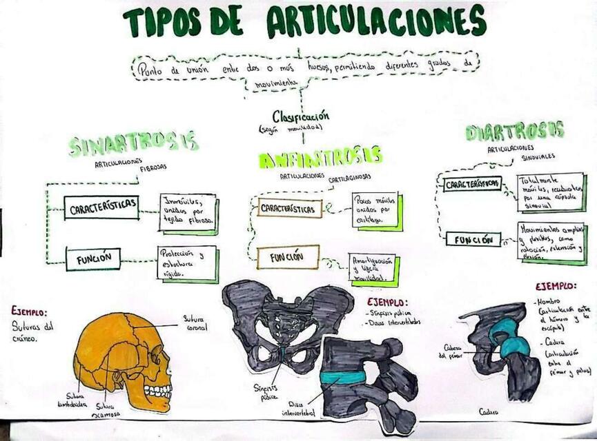 TIPOS DE ARTICULACIONES