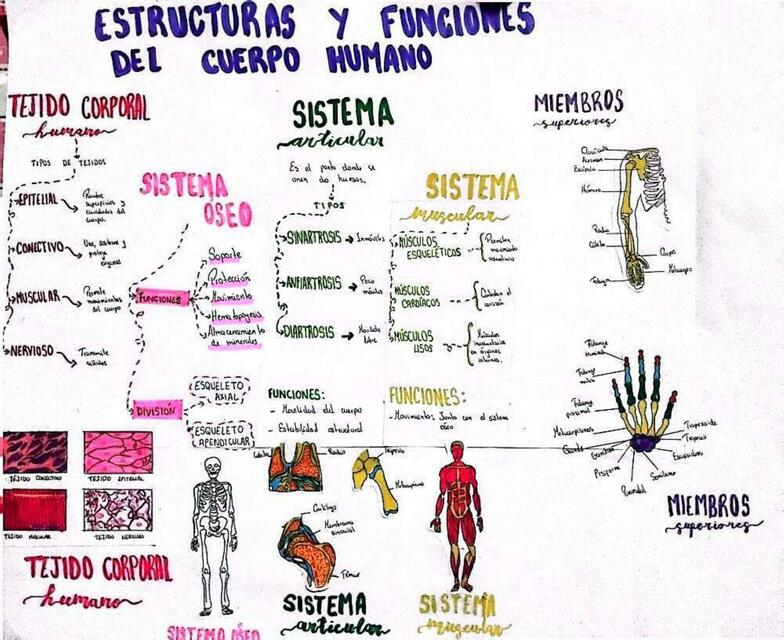 ESTRUCTURAS Y FUNCIONES DEL CUERPO HUMANO