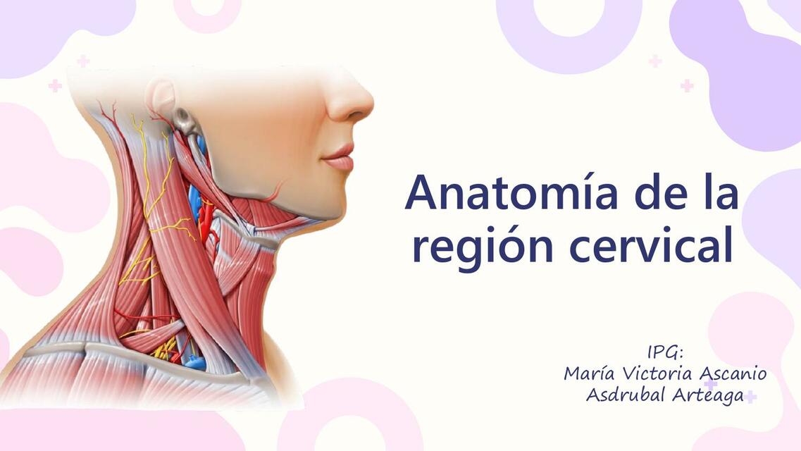 Anatomía de la región cervical