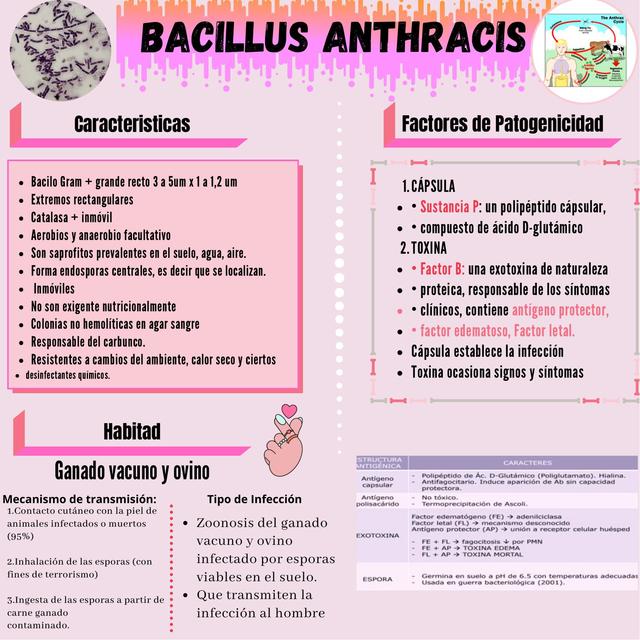 Bacillus Anthracis