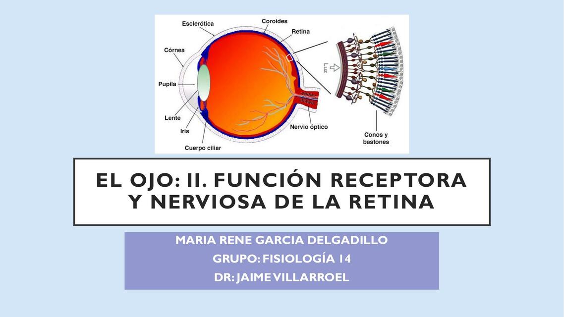 CAPÍTULO 51 EL OJO II FUNCIÓN RECEPTORA Y NERVIOSA GUYTON