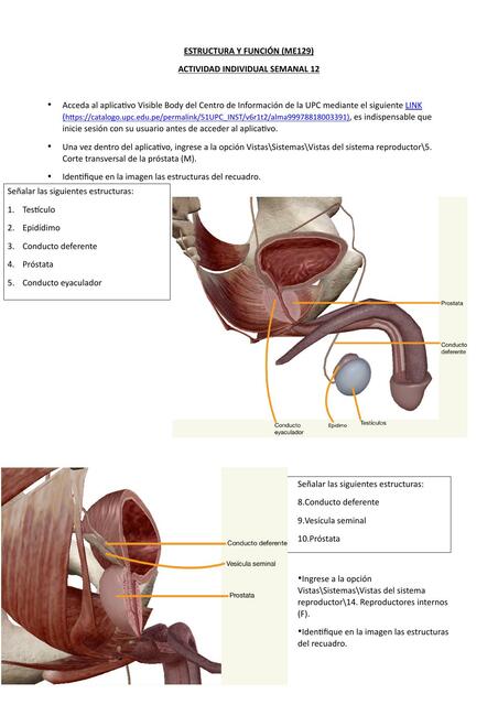 Tarea semana 12 EyF Josseph Bernabe