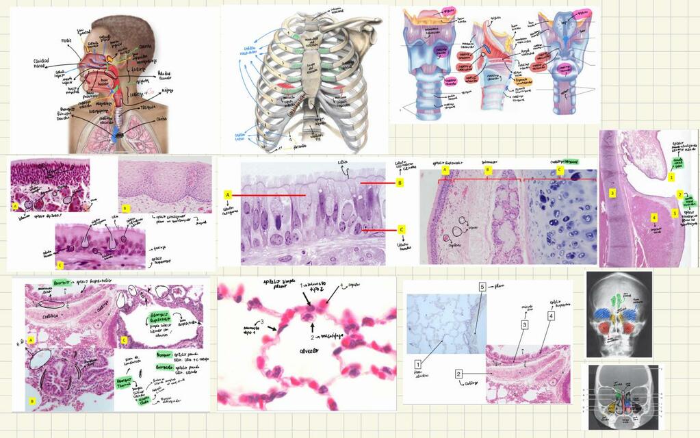 SISTEMA RESPIRATORIO