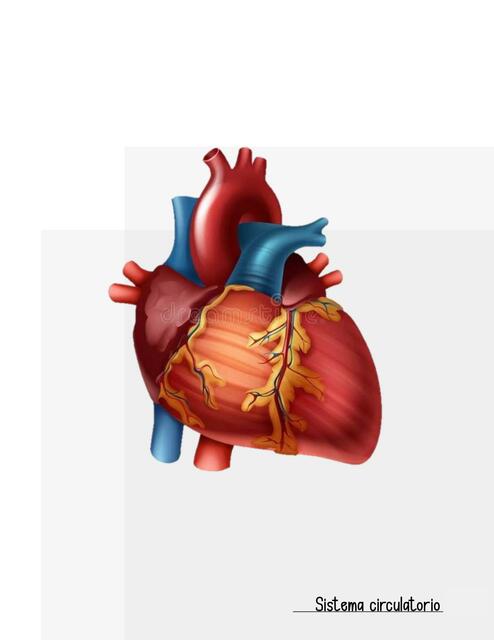 circulatorio resumen circu