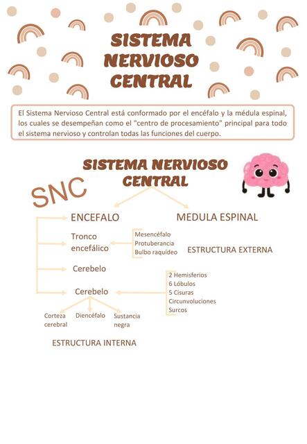 8 1 Sistema nervioso central