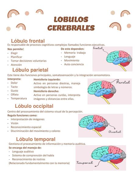 8 2 Lobulos cerebrales