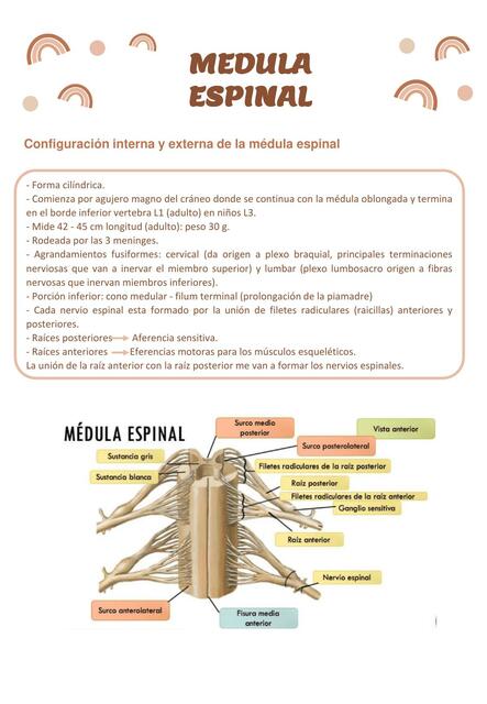 8 4 Medula espinal