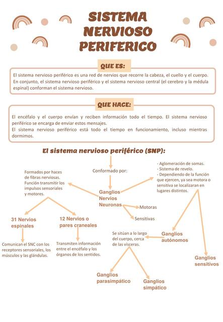 8 6 Sistema nervioso periferico