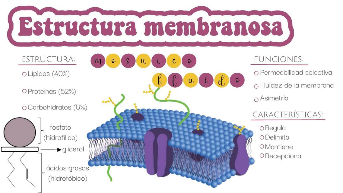 membrana celular