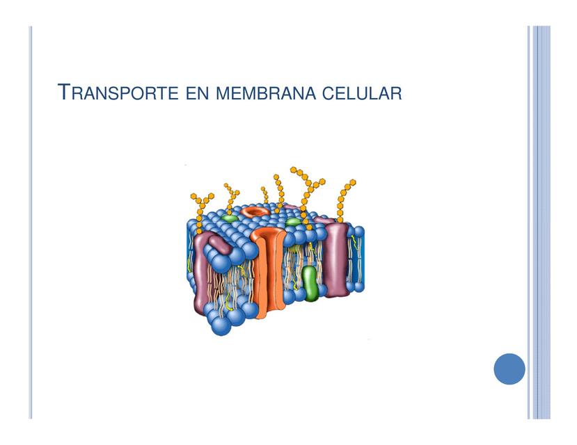 Transporte Membranal