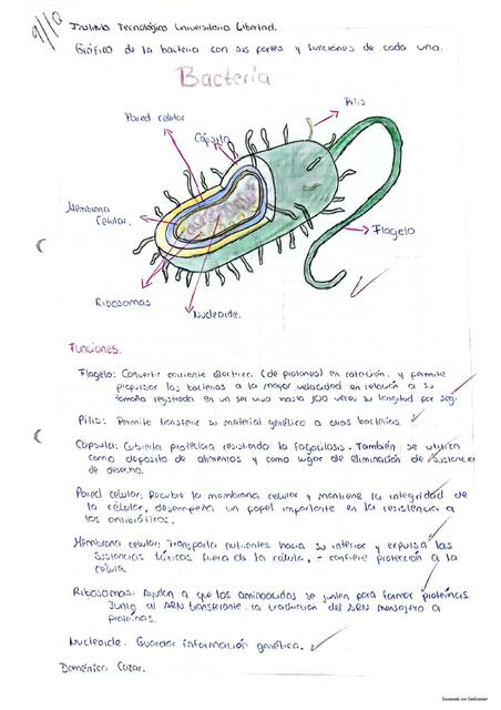 DIBUJO DE LA BACTERIA