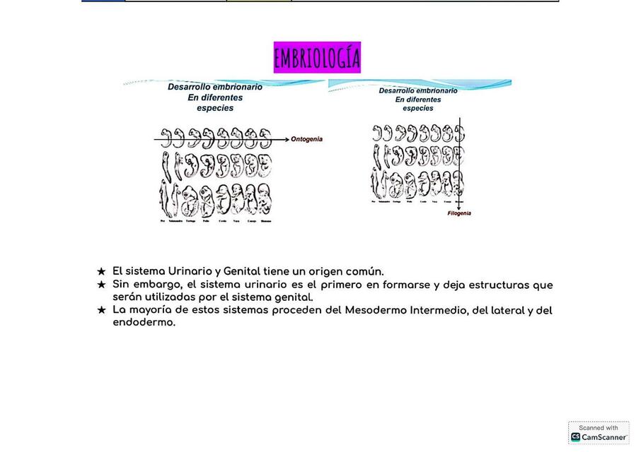 Embriología URINARIO