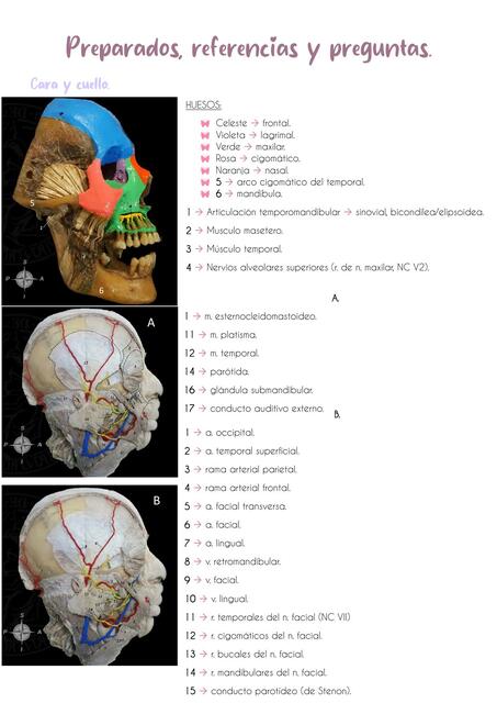 Preparados y preguntas: Anatomía 2, Macchia