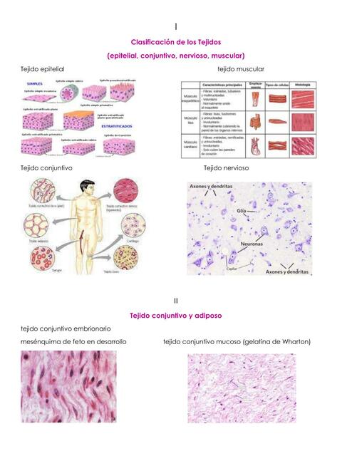 Final Lab de Histo