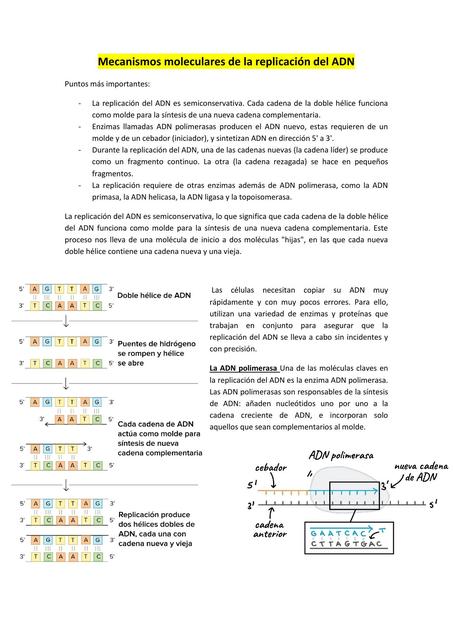 Mecanismos Moleculares de la Replicación del ADN