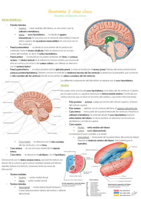 Clase 5: diencéfalo y telencéfalo (configuración interna).