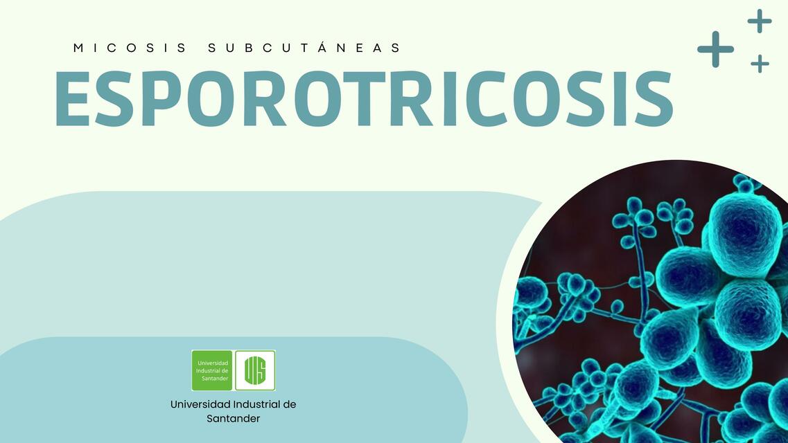 Esporotricosis