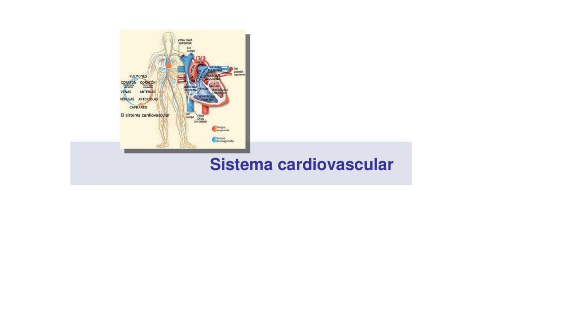 Sistema cardiovascular 