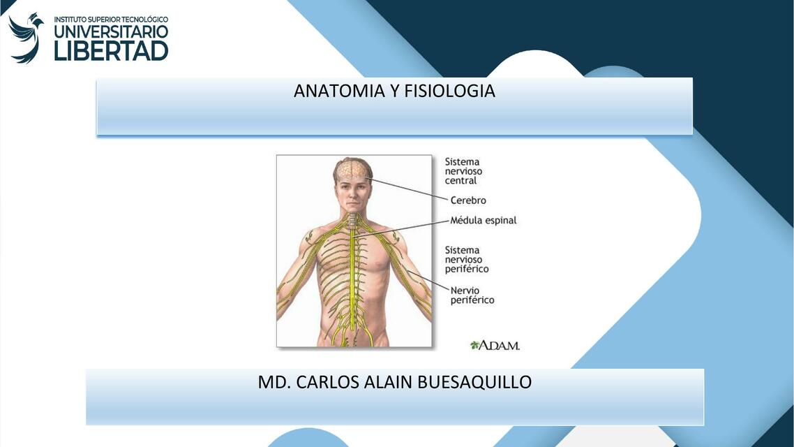 3 2 Sistema nervioso periferico