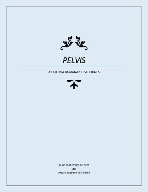 Pelvis