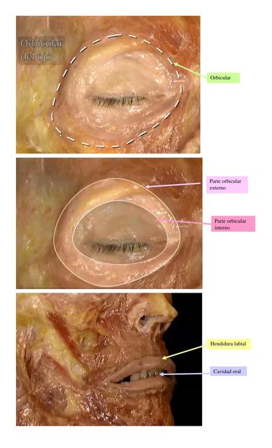 Musculos faciales practica