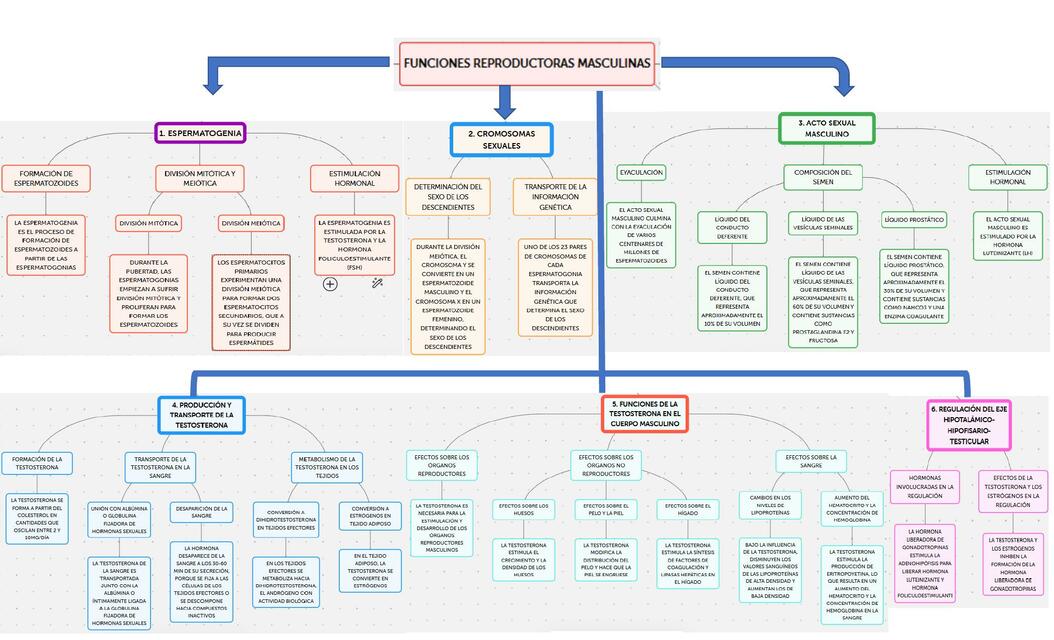 mapa conceptual de funcione reproductivas masculino capitulo 81 de guytom