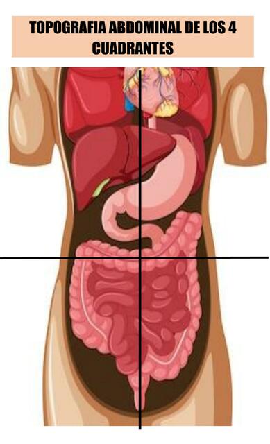 TOPOGRAFIA ABDOMINAL ARMABLE