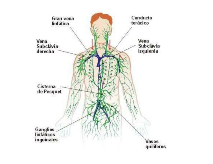 Kevin Ciencias