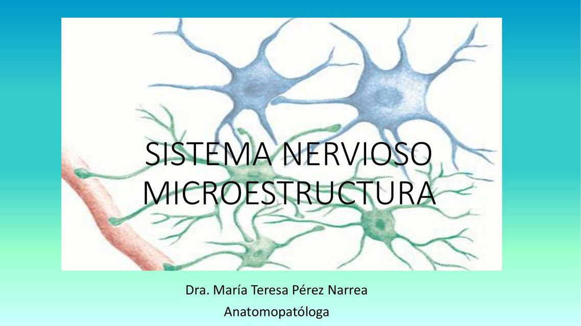 Microestructura del SN