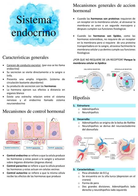 Sistema endocrino