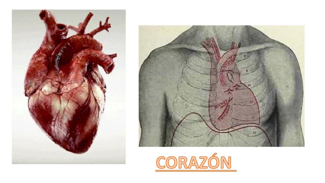 Corazón Anatomía H UPSJB