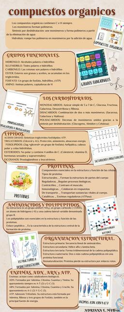 Infografía de compuestos orgánicos Adriana Estrada