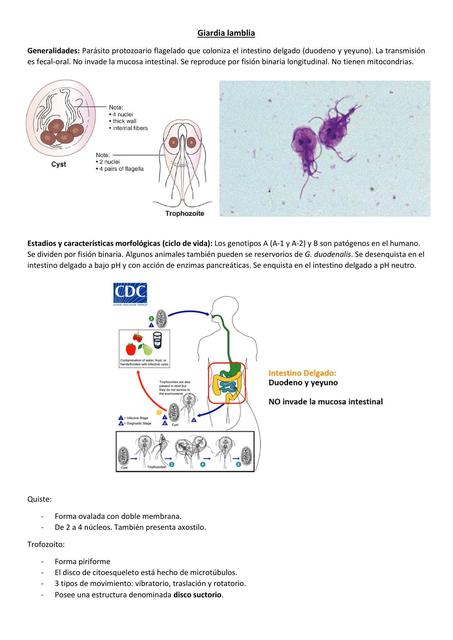 Giardia lamblia